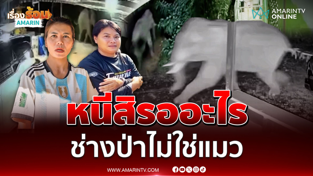 ช้างป่าบุก ชาวบ้านหนีตายสุนัขกระเจิง