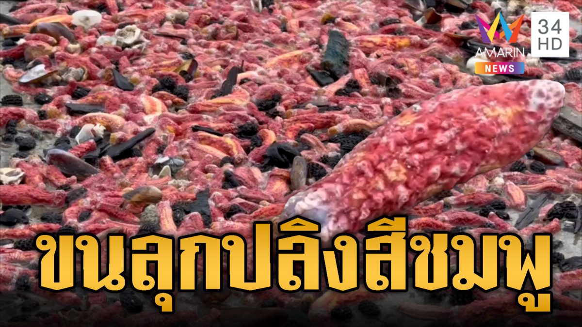 ชาวบ้านขนลุก! ปลิงทะเลสีชมพูนับล้านเกลื่อนหาด