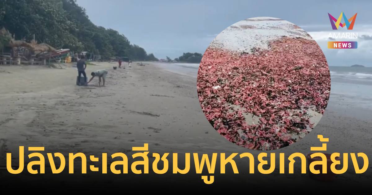 อัปเดตหาดสวนสน! ปลิงชมพูนับหมื่นหายเกลี้ยง คลื่นซัดกลับลงทะเล