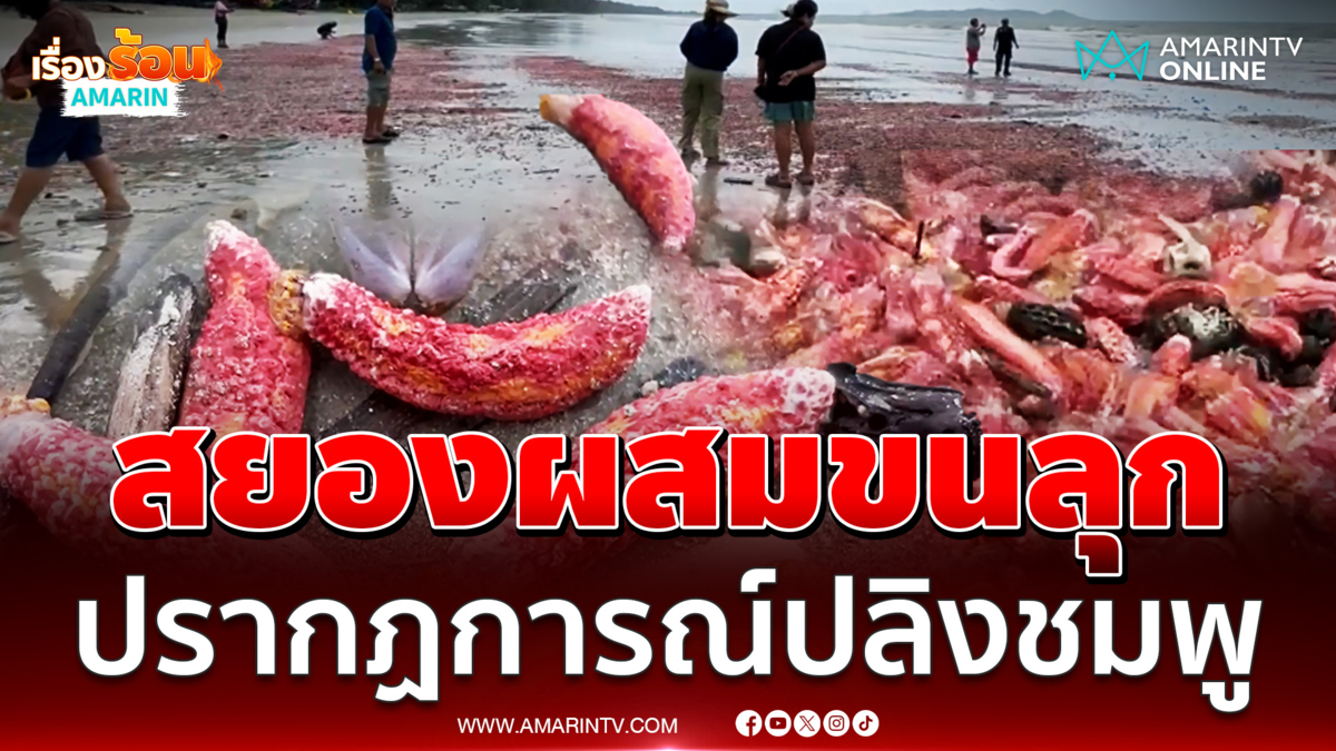 น่าขนลุก ปลิงทะเลสีชมพูนับล้านโผล่หาดสวนสน