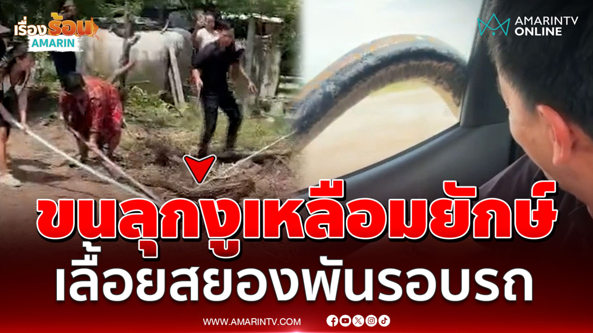 กรี๊ดสนั่นงูเหลือมยักษ์ยาว 4 เมตร เลื้อยสยองพันรอบตัวรถ