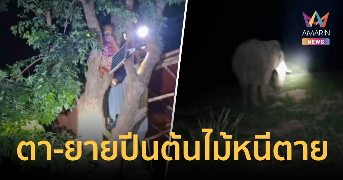 ระทึก พลายบัวขาว ช้างป่าดงใหญ่ตกมัน บุกพังกระท่อมสองตายาย