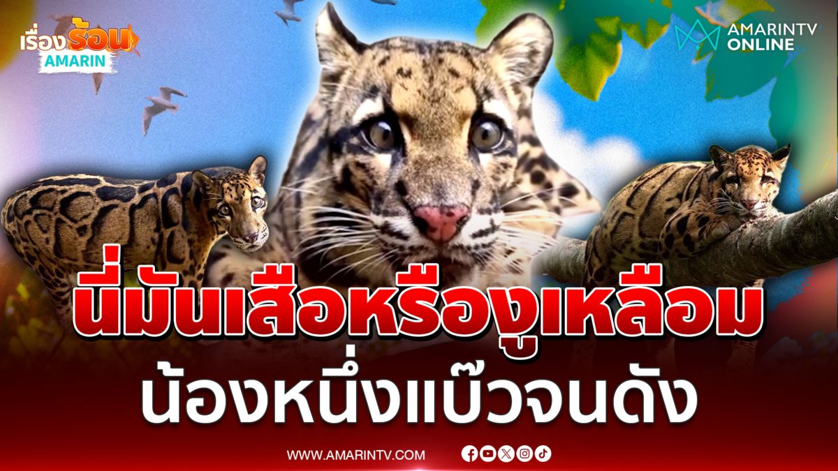 ถึงขั้นขยี้ตา! "น้องหนึ่ง" เสือลายเมฆแต่ทำไมช่างคล้ายงูเหลือม 