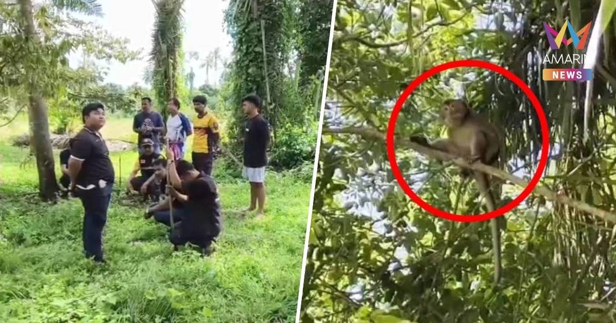 เจอตัวแล้ว! "ลิงดุกัดหลาน 6 ขวบดับ" ปู่แอบปล่อยทิ้งป่ายาง