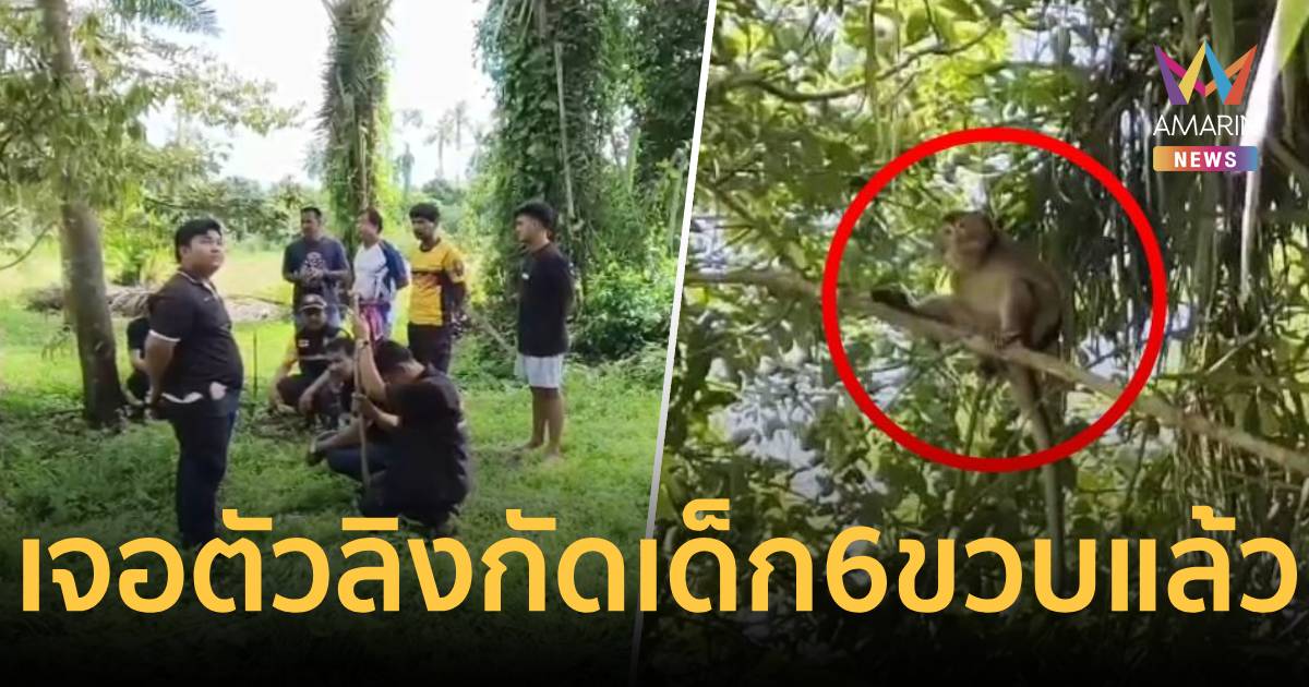เจอตัวแล้ว! "ลิงดุกัดหลาน 6 ขวบดับ" ปู่แอบปล่อยทิ้งป่ายาง