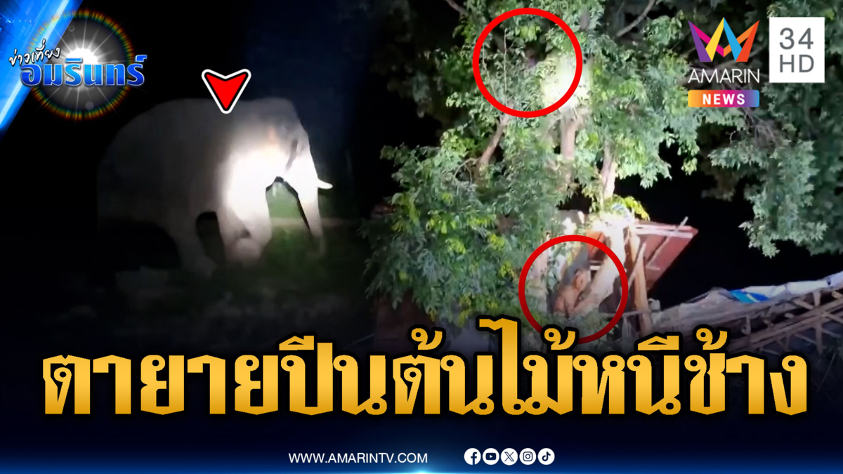 ตายายปีนต้นไม้หนีตาย ช้างป่าตกมันบุกพังกระท่อม