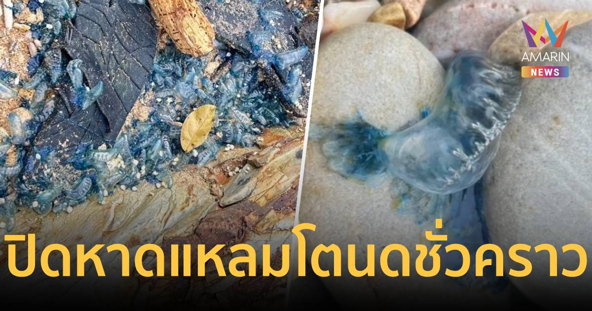 ด่วน! ฝูงแมงกะพรุนไฟหมวกโปรตุเกสบุกทะลักลันตา สั่งห้ามลงเล่น