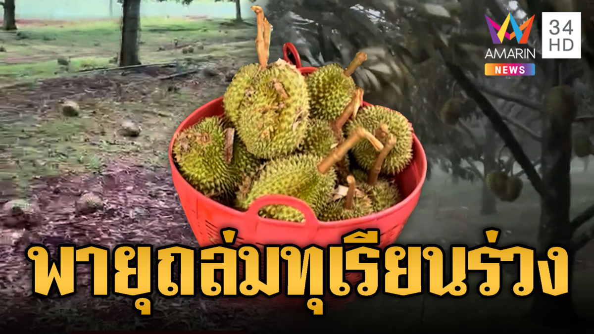 พายุถล่มสวนทุเรียน ทำพันธุ์ภูเขาไฟร่วง