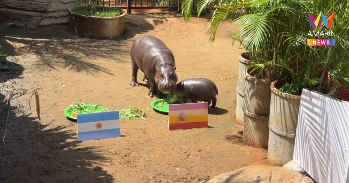 ฮิปโป! ‘หมูแดง’ ฟันธง ‘สเปน’ แชมป์บอลโลก