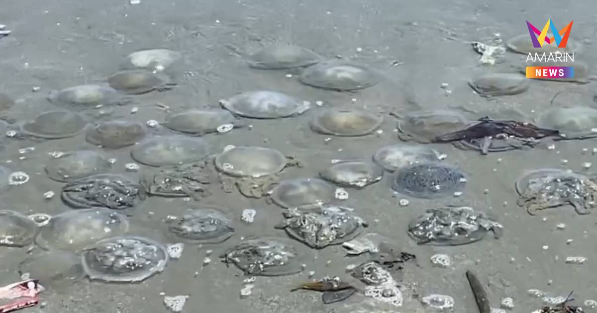 พบแมงกะพรุนตายเกลื่อนชายหาดยาวกว่า 2 กิโลเมตรที่คลองใหญ่