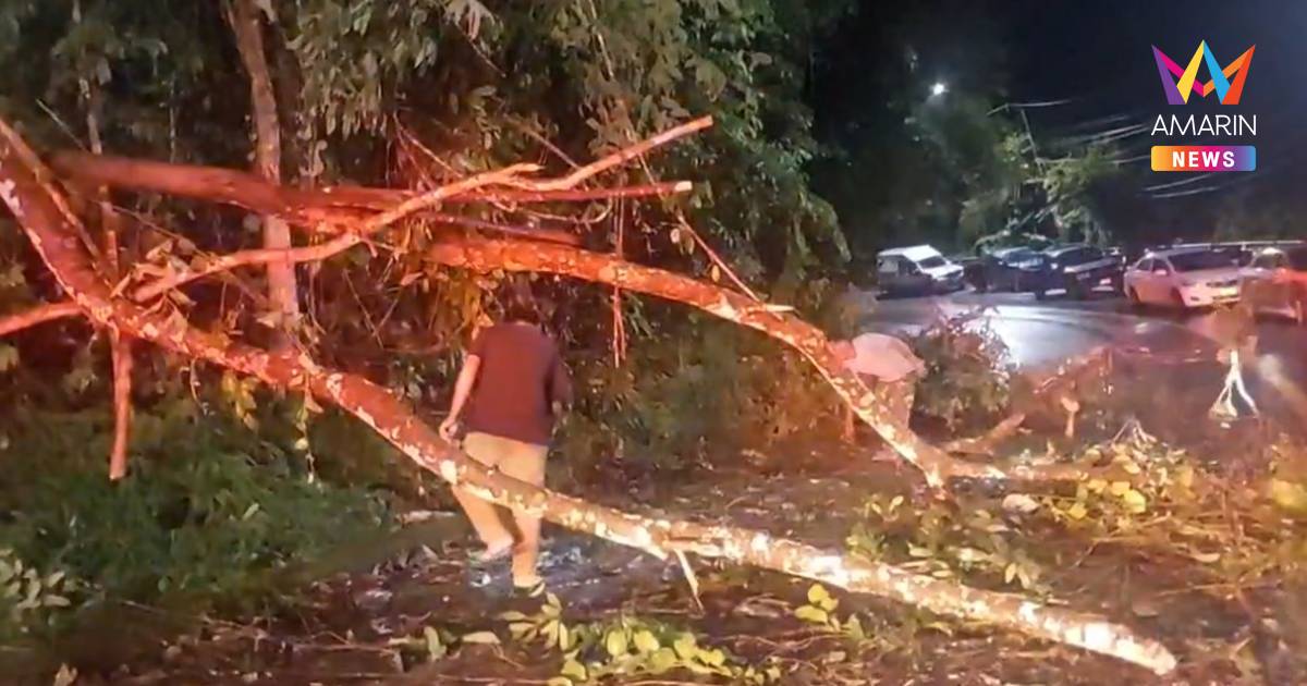 ระทึก! "ฝนถล่มดอยสุเทพ ต้นไม้โค่นทับ นทท. เจ็บขณะขี่ จยย. ชมวิว