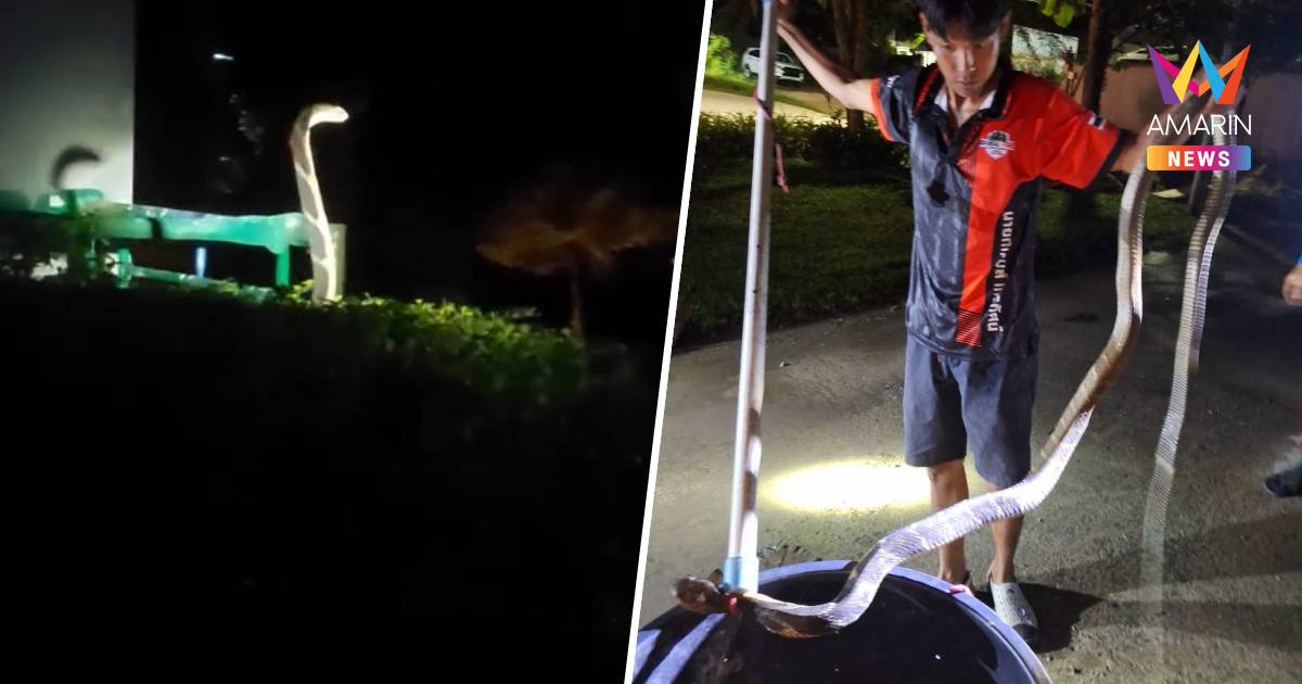 ผวาทั้งหาด! จงอางยักษ์เกือบ 3 เมตรโผล่กลางดึกริมทะเลราไวย์