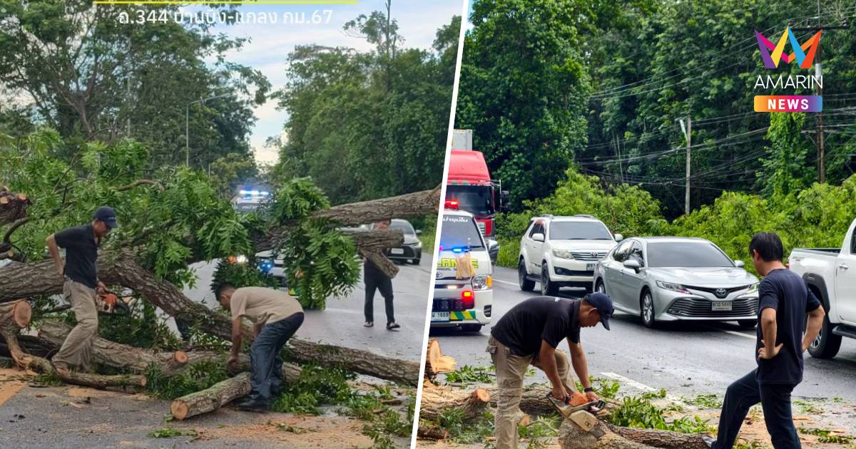 ฝนถล่มวังจันทร์! ต้นไม้ล้มขวางถนนสาย 344 รถผ่านไม่ได้-รถติดหนึบ