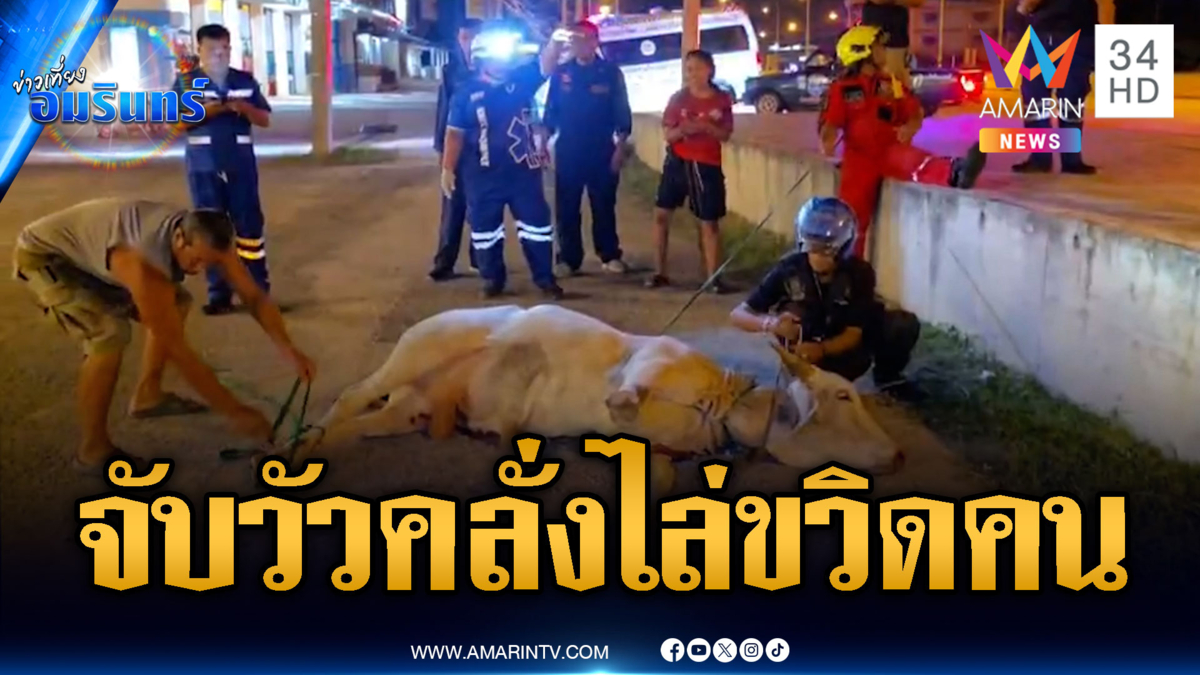 ปิดล้อมจับวัวคลั่ง ไล่ขวิดคนมั่วกลางถนน