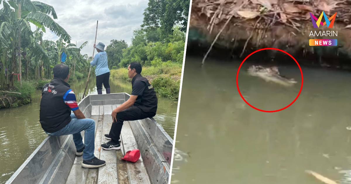 ผวา!เจ้าของสวนกล้วยเจอจระเข้โผล่ 3 ตัวประมงปูพรมล่า-ฟาร์มยันไม่ได้หลุด