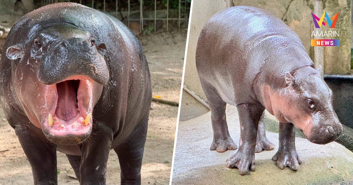 สวนสัตว์เปิดเขาเขียว ชวนฉลองวันเกิด 2 ปี "หมูเด้ง HAPPY เด้ง DAY"