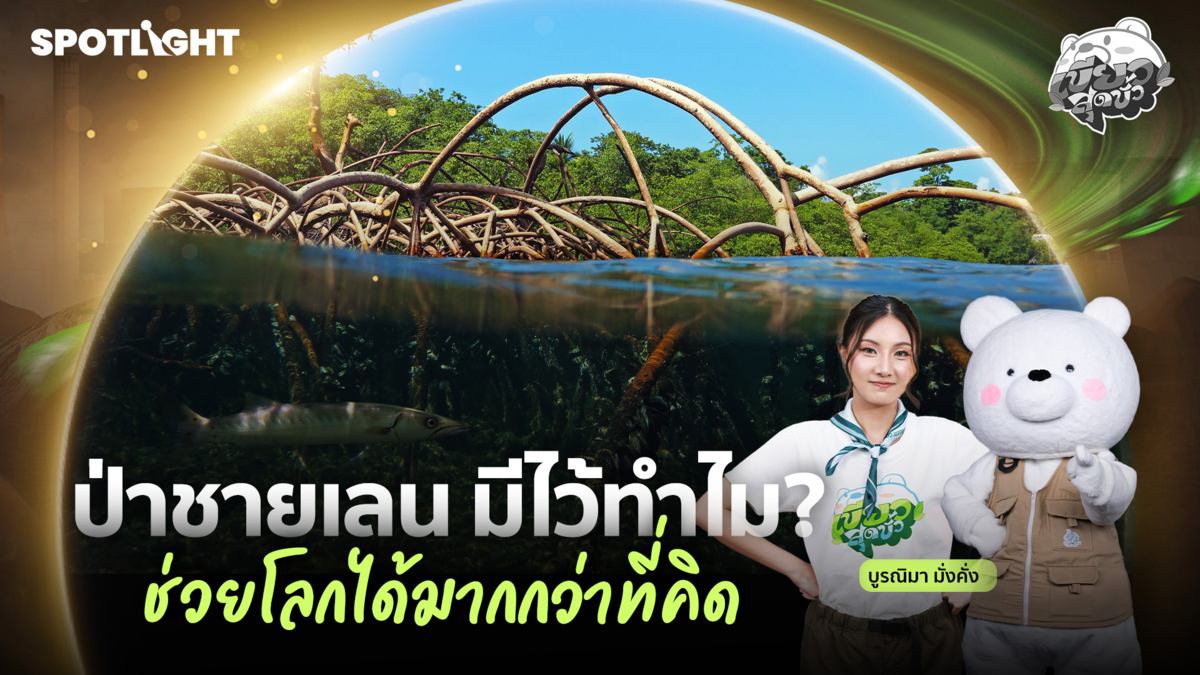 เขียวสุดขั้ว EP.15 | ป่าชายเลน มีไว้ทำไม? ช่วยโลกได้มากกว่าที่คิด 