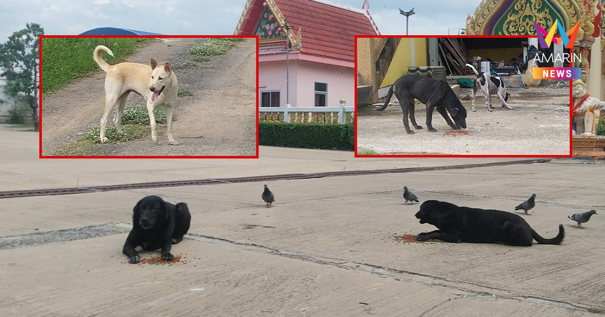 ปทุมธานีล็อกดาวน์โรคระบาด! คุมพิเศษ 3 อำเภอ สกัด "พิษสุนัขบ้า"