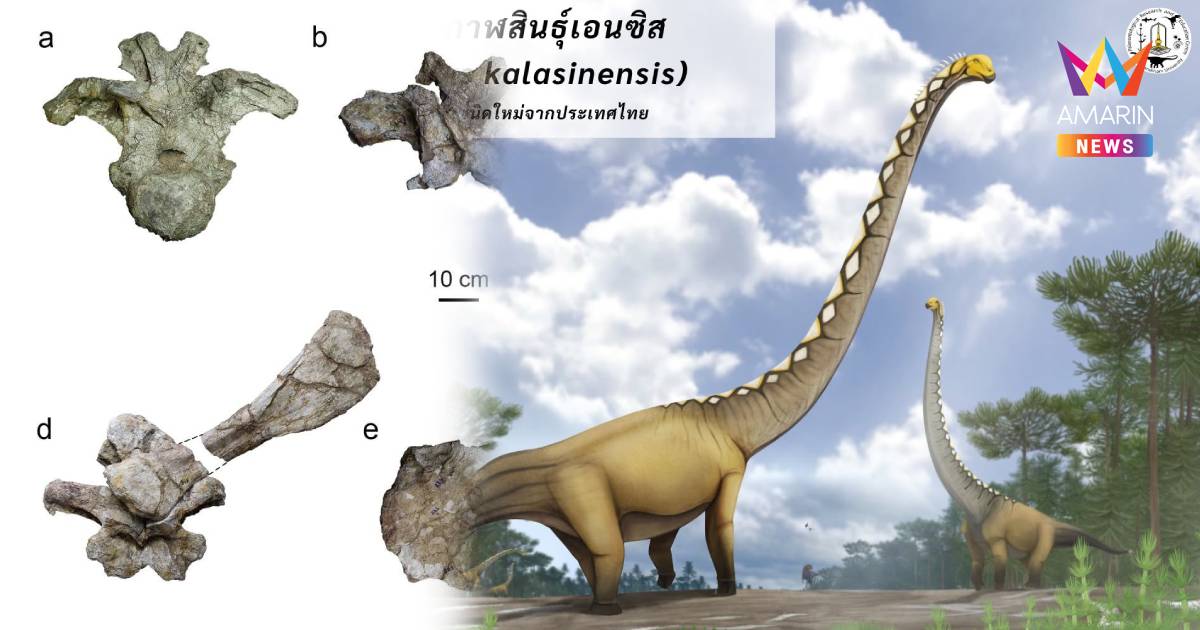 นักวิจัยค้นพบ "อุรคาซอรัส กาฬสินธุ์เอนซิส" ไดโนเสาร์ตัวที่ 15 ของไทย