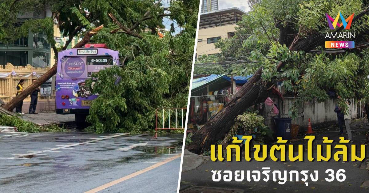 พายุฝนลมแรง! กทม. เจอลมฝนพัดแรง ซัดต้นไม้ล้มทับรถเมล์หน้ามิวเซียมสยาม