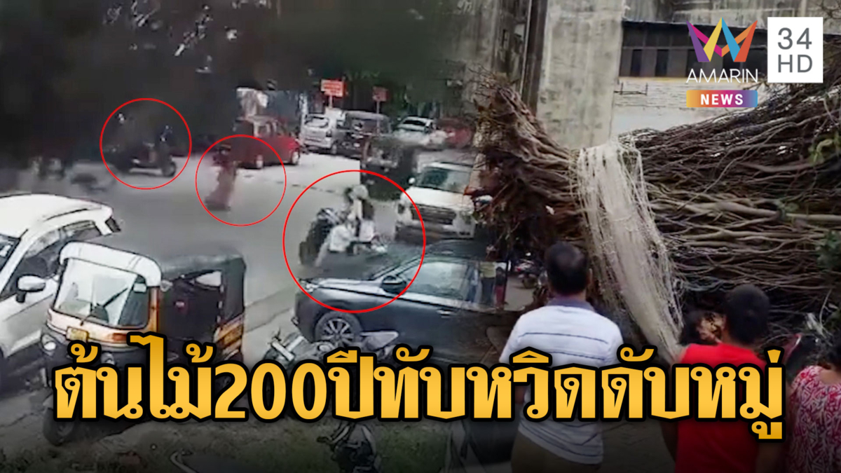 ระทึกกลางเมืองอินเดีย ต้นไทรยักษ์เฉียด 200 ปีโค่นทับกลางถนน
