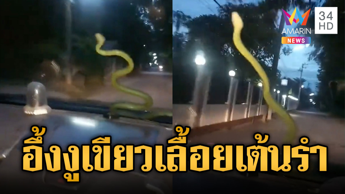 โค้งสุดท้ายเลขเด็ด! งูเขียวเลื้อยโชว์เต้นรำหน้ารถ