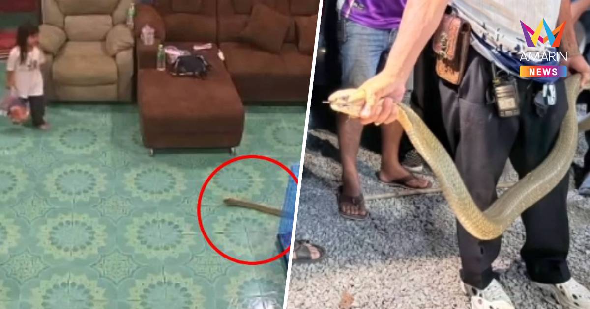 นาทีระทึก! ตาไวคว้าลูก 3 ขวบ หนีจงอางยักษ์เลื้อยบุกบ้าน