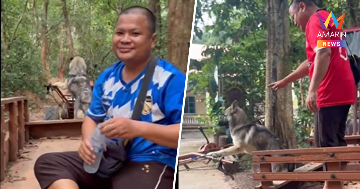 น่ารักจัด! “ไอ้สิงห์” ไซบีเรียนผสมหมาวัด โชว์ลีลาขับรถไถนาเดินตาม
