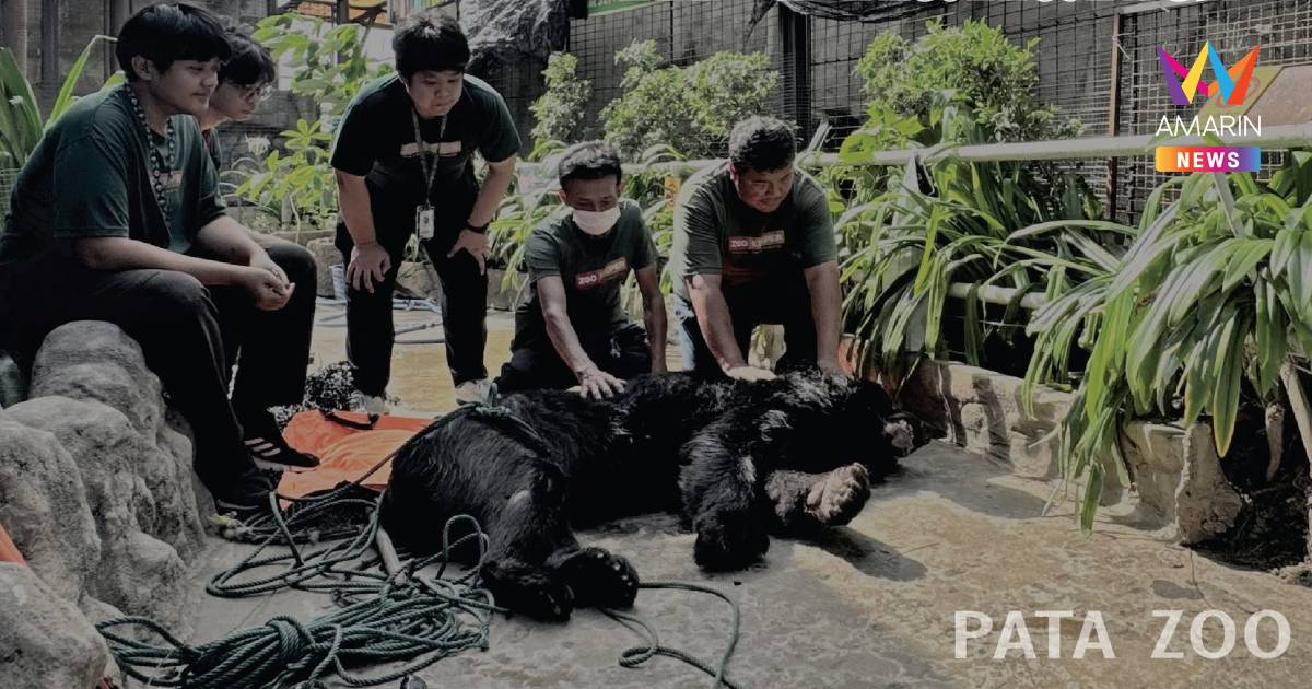 กลับดาวหมี! "ปู่เงาดำ" 1 ในตำนานคู่หมีควายสวนสัตว์พาต้า เสียชีวิตแล้ว