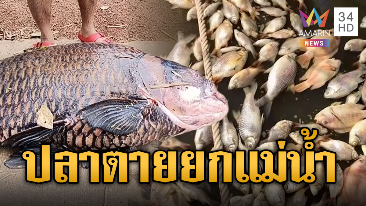 น้ำท่วมปลากระโห้-ปลากระชังตายเกลื่อน คาดปนเปื้อนสารเคมี
