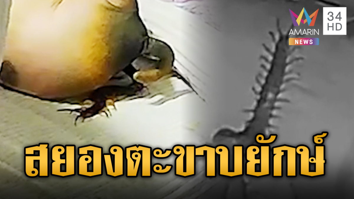 สยองน้ำท่วม ตะขาบยักษ์กัดหนูน้อยร้องจ๊าก