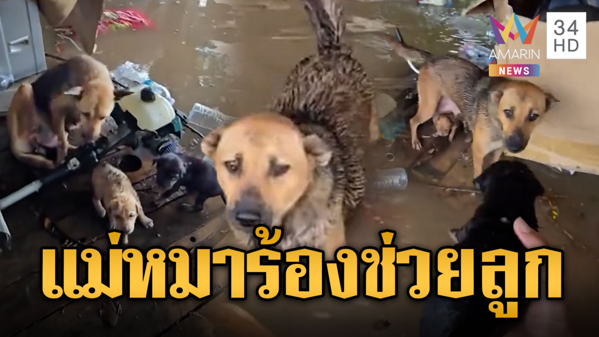 แม่หมาร้องขอความช่วยเหลือ ลูกจมน้ำท่วม