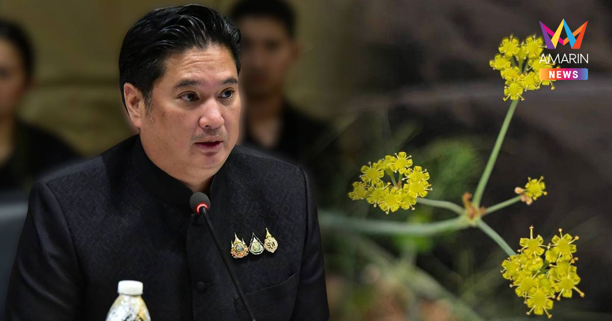 "เทียนขาว" ผลิตภัณฑ์สุขภาพ สร้างพืชทางเลือกใหม่ เพิ่มรายได้เกษตรกร