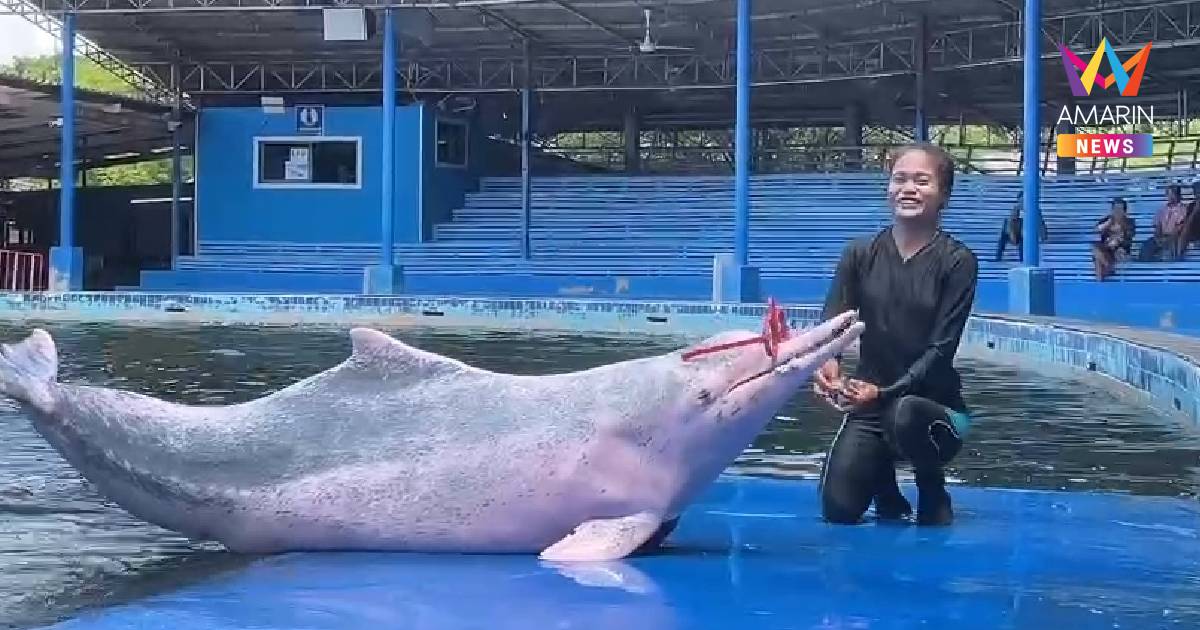 นักท่องเที่ยวแห่ให้กำลังใจ Oasis Sea World คืนชีวิตบ่อโลมาแหลมสิงห์