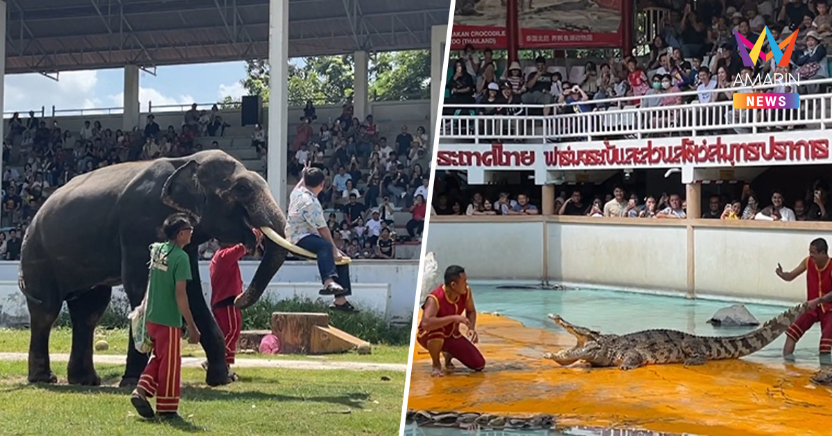 พลังโซเชียลช่วยดัน คนแห่ชม “โชว์พี่ช้าง” แน่นฟาร์มจระเข้สมุทรปราการ