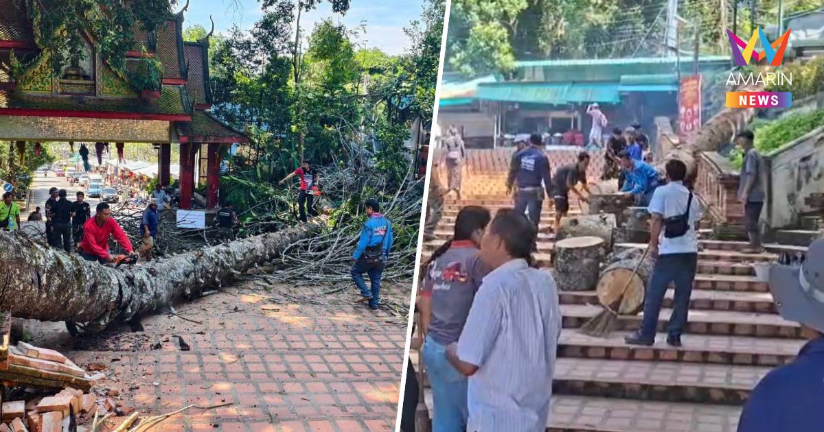 ระทึก!สนยักษ์กว่า 60 ปี หักโค่นทับเชิงบันไดดอยสุเทพ สี่ล้อแดงพัง 1 คัน
