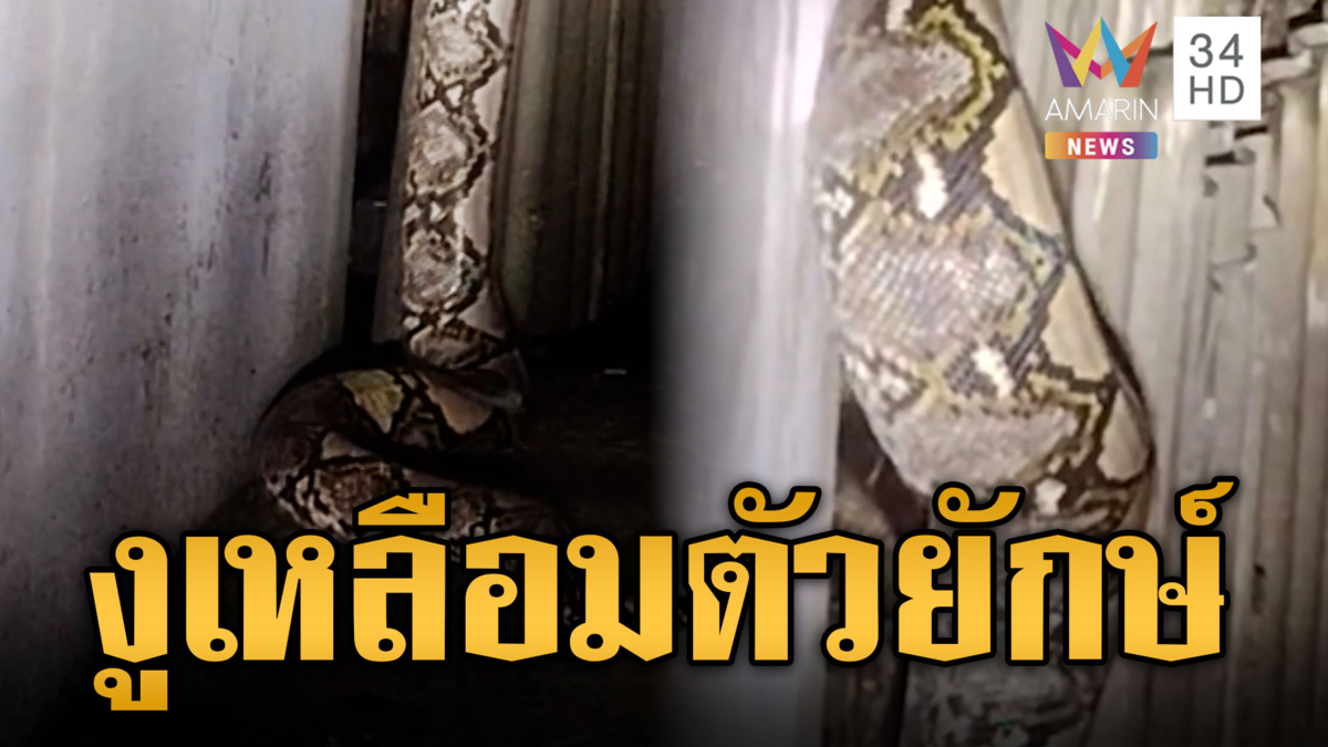 เห็นแล้วอึ้ง! งูเหลือมยักษ์เลื้อยผ่านถนนแทรกกำแพง