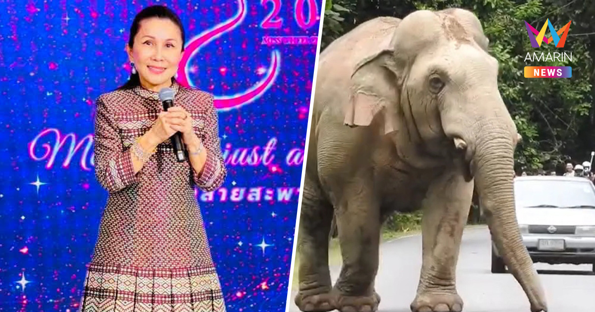 “หนูนา กัญจนา” ถาม “มุดอยู่ไหน” คนซิ่งเก๋งหวิดชน ช้างป่าเขาใหญ่