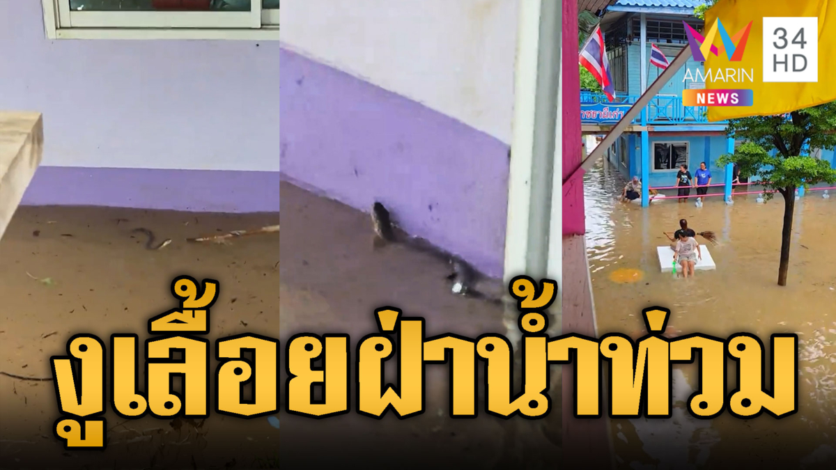 ครูสาวผวาเจองูเลื้อยฝ่าน้ำท่วม ต้องใช้ไม้เขี่ยไล่