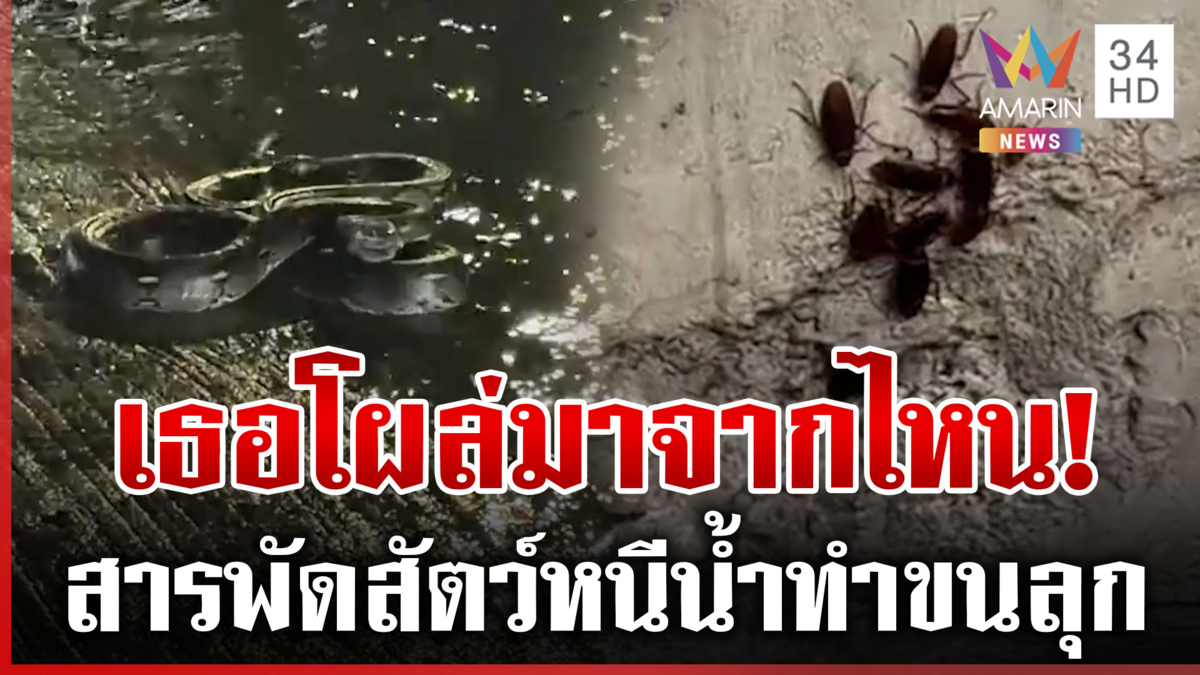 เตือนคนกรุง! ระวังสัตว์มีพิษไหลมากับน้ำ
