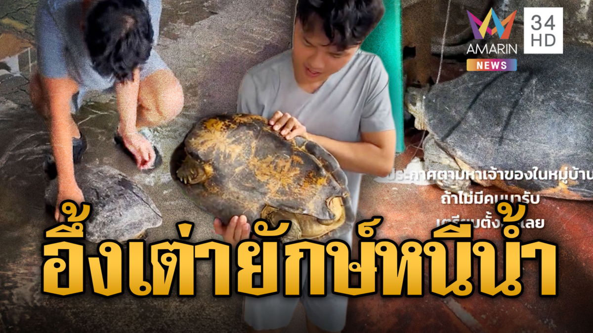 เต่ายักษ์โผล่ให้คนช่วยหนีน้ำท่วม-เชื่อปลาดุกเชื่องให้โชค