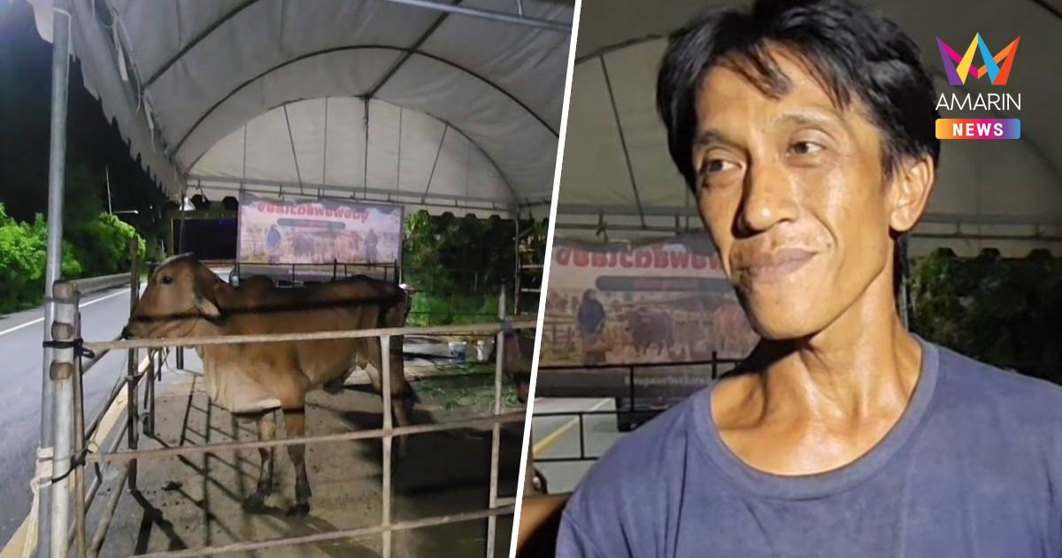 เกษตรกรอยุธยา เร่งต้อนวัว-ควายกว่า 200 ตัว หนีน้ำท่วม ขึ้นริมถนน