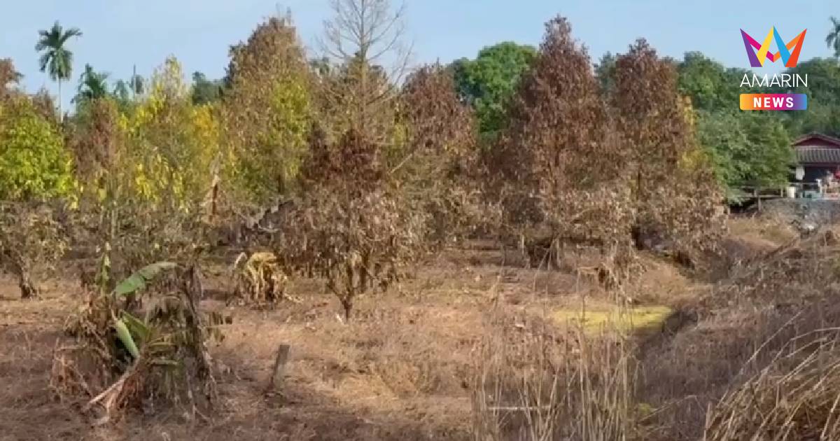 จันทบุรีวิกฤตหลังน้ำท่วม! ทุเรียนยืนต้นตาย 2 หมื่นไร่