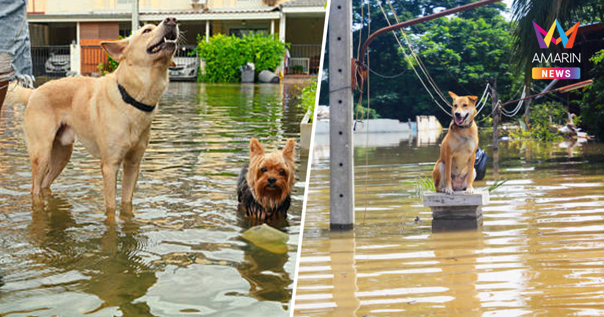 รัฐบาลสยบดรามา อพยพหนีน้ำท่วม ยันไม่ได้สั่งให้ทอดทิ้งสัตว์เลี้ยง