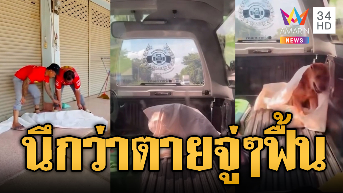 ใครเห็นก็ว่าตาย! กู้ภัยเก็บร่างน้องหมา ที่แท้แค่งีบหลับ