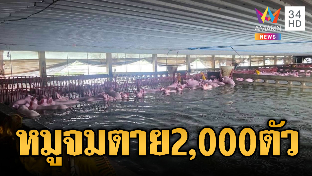 น้ำทะลักท่วมปราจีนบุรี หมูจมตาย 2,000 ตัว