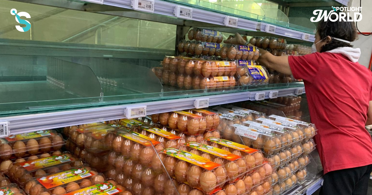 สิงคโปร์กังวลหนัก ไทยลดส่งออกไข่ 50 % หลังน้ำท่วมทำแม่ไก่ตายผลผลิตลด