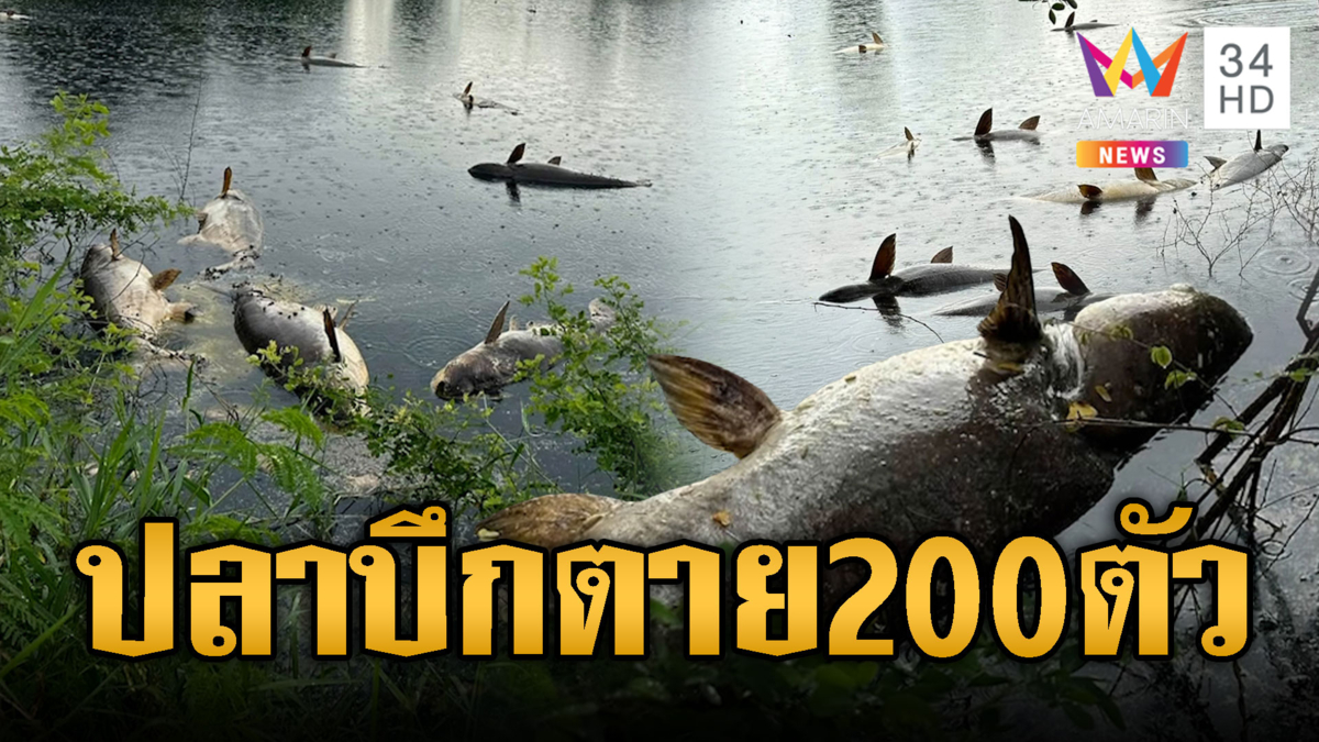 น้ำเน่าท่วมบ่อ ปลาบึกตายเกลื่อน 200 ตัว-เร่งกำจัดซากปลา