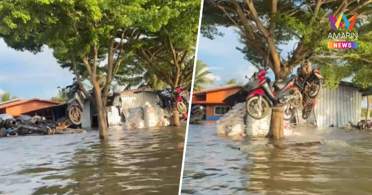 ไอเดียสุดล้ำ! ชาวบางคล้าแขวนมอเตอร์ไซค์บนต้นไม้ หนีน้ำท่วม