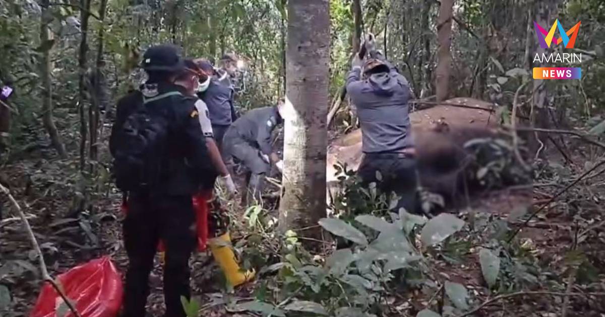 กรมอุทยานฯ เผยผลชันสูตร "พลายงาบิด" ล้ม หลังถูกช้างป่าทำร้ายซ้ำ